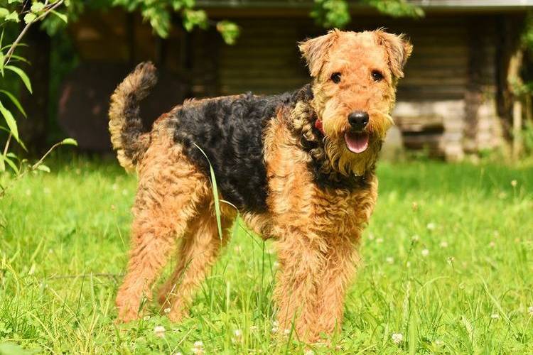 tonte-des-chiens-quels-chiens-sont-tondus-4 airedale