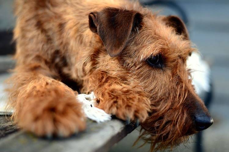 tonte-des-chiens-quels-chiens-sont-tondus-5 Terrier irlandais