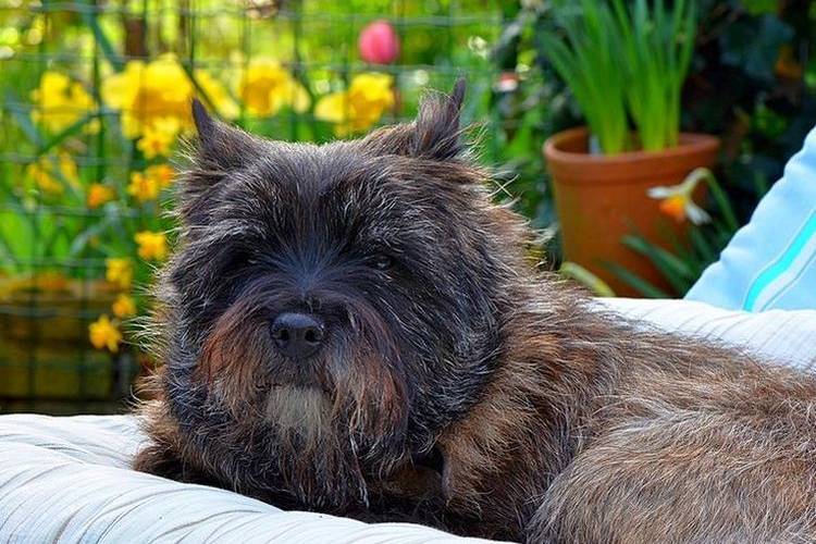tonte-des-chiens-quels-chiens-sont-tondus-7 Cairn Terrier