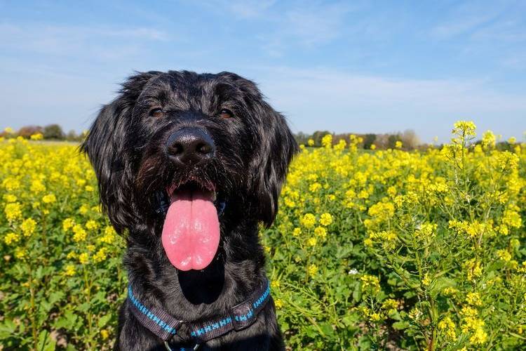 tonte-des-chiens-quels-chiens-sont-tondus-8 Schnauzer géant