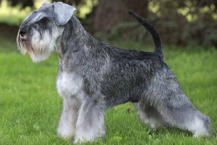 tonte-des-chiens-quels-chiens-sont-tondus-9 Schnauzer nain