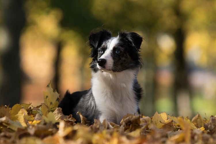 Chien dans les feuilles