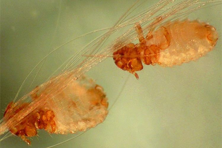 Des poux sur le pelage d'un chien