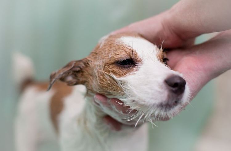 Donner un bain à un chien