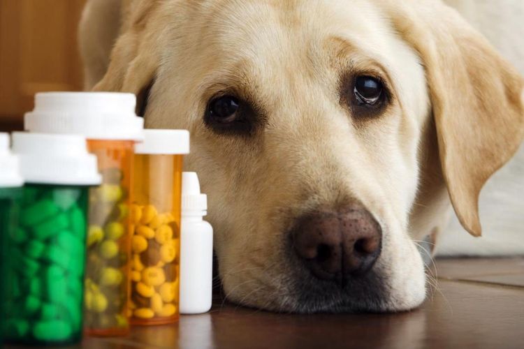 Vitamines pour chiens
