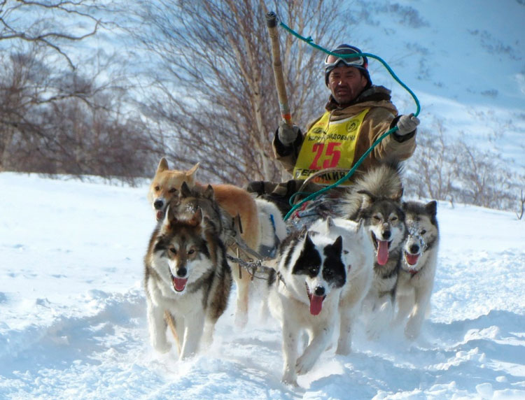 race de chien du Kamtchatka