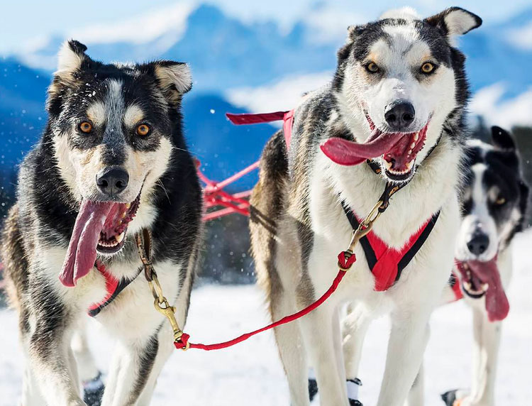 Chien du Kamtchatka sur la rivière Béring