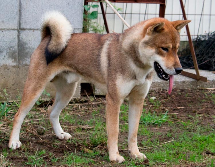 Kishu - Husky japonais Sésame