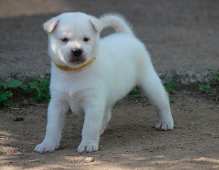 prix des chiots Kishu