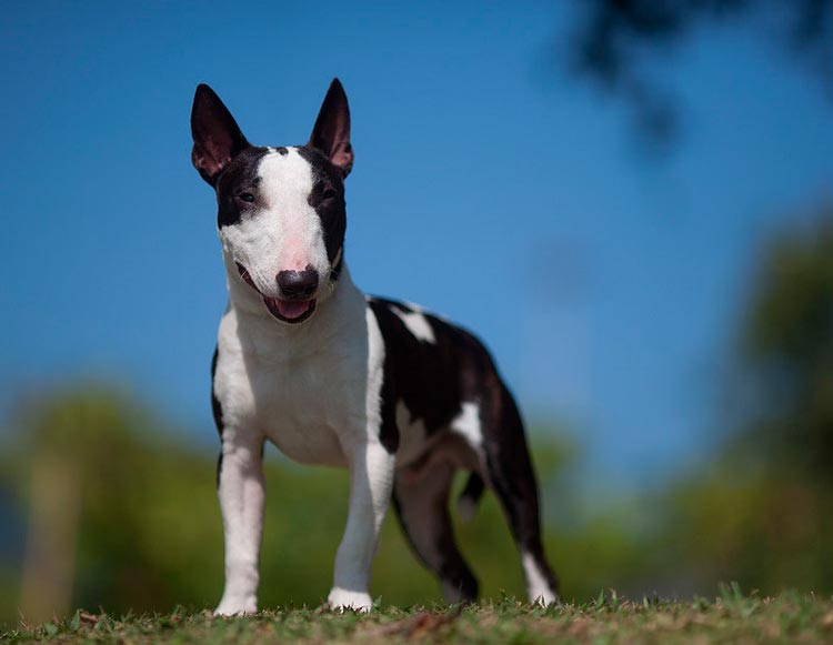 Chien Bull Terrier Miniature