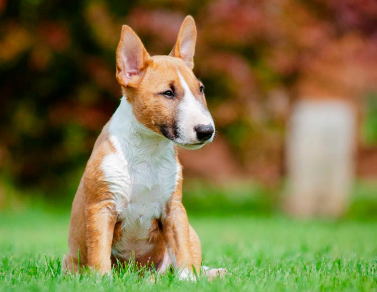 chiot Bull Terrier miniature