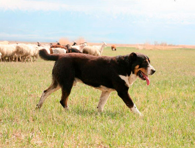 Tobet fait paître des moutons