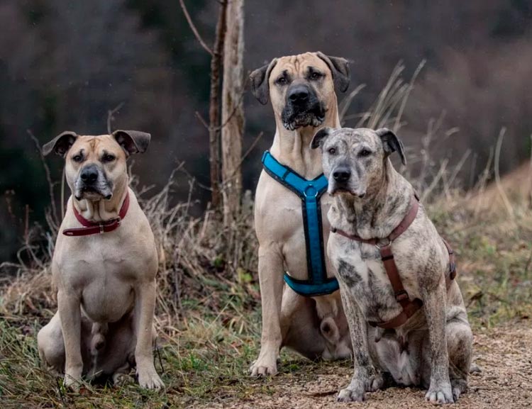 Trois Cimarrons sur la photo