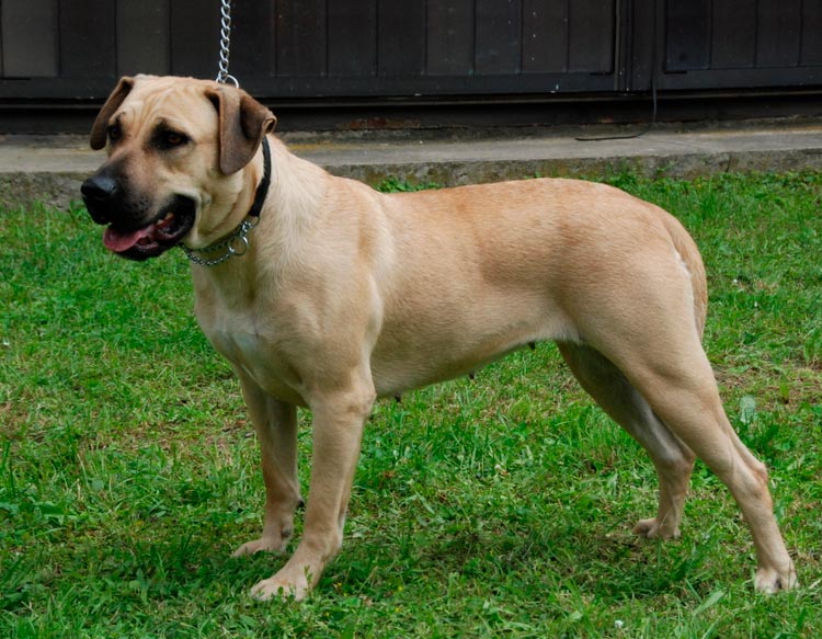 Race de chien Cimarron uruguayen