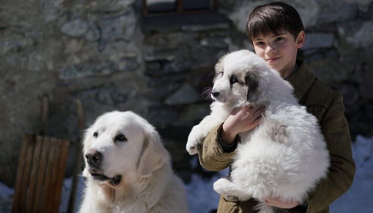 un film sur un chien, Belle et Sébastien