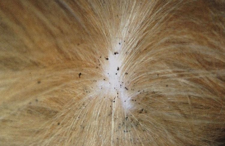 Photo d'une dermatite allergique aux puces chez un chien