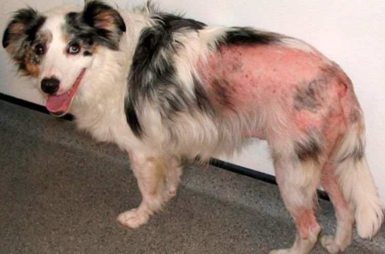 Le chien souffre de dermatite due aux puces