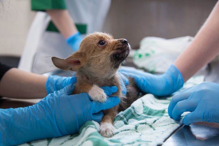 Traiter un chiot contre les puces