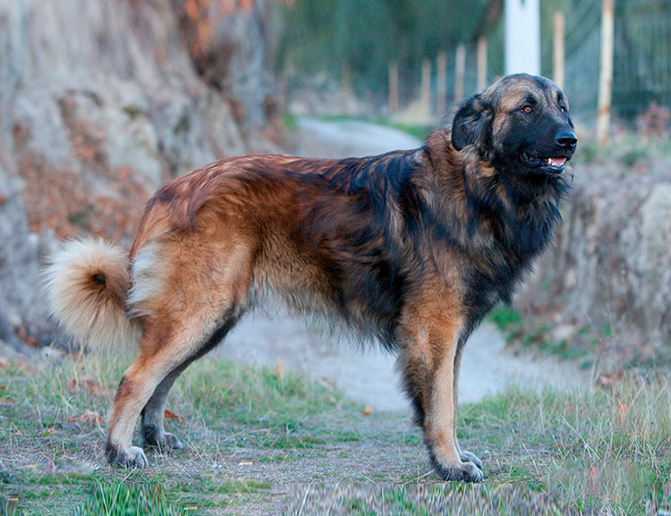 Standard de race Berger Estrela