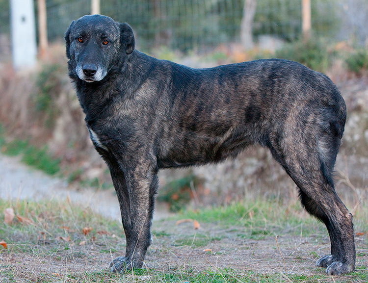 Berger Estrela pour la protection