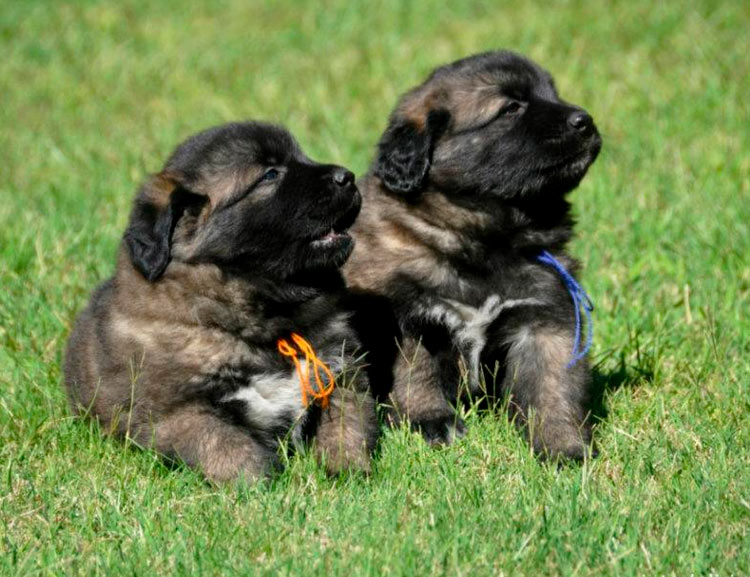 Chiots Berger d'Estrela