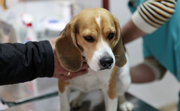 Chlamydia chez les chiens