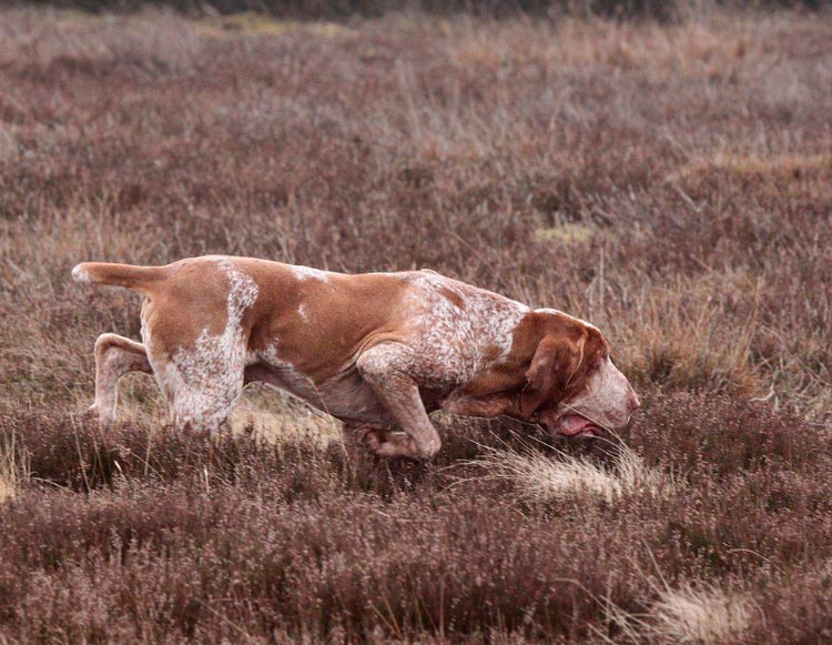 Bracco Italiano Pointer