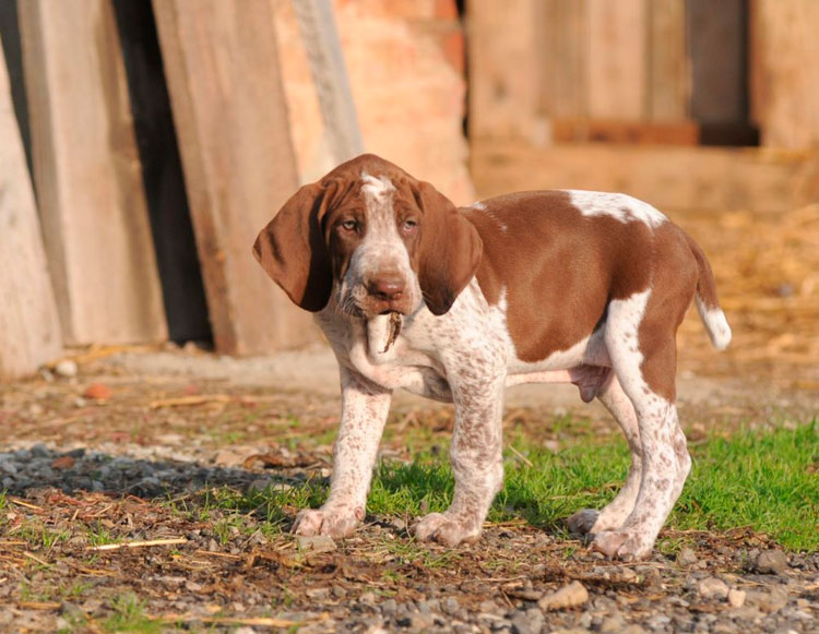 Chiot Bracco Italiano