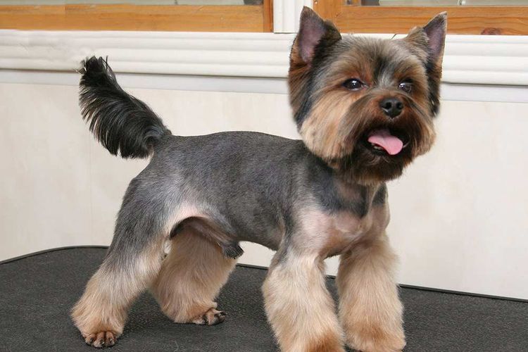 Comment couper les poils d'un chien agressif à la maison