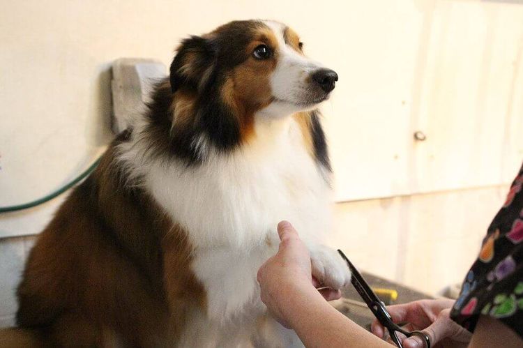 Toilettage du chien à domicile