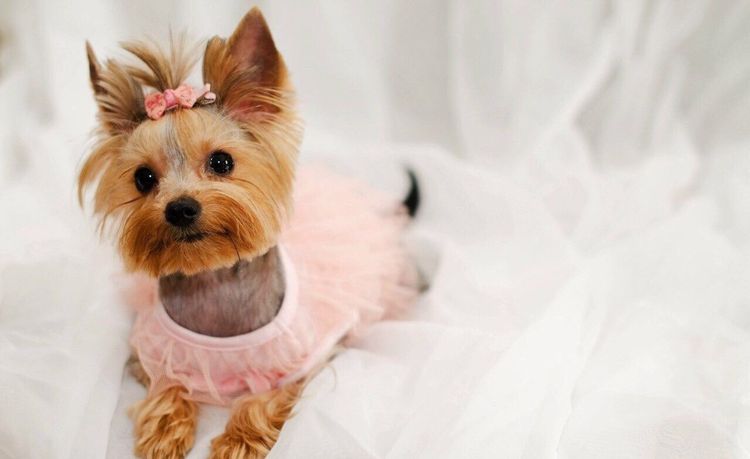 coupe de cheveux Yorkshire