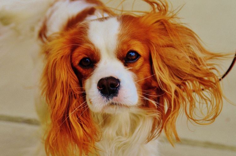 Le chien de Ksenia Borodina