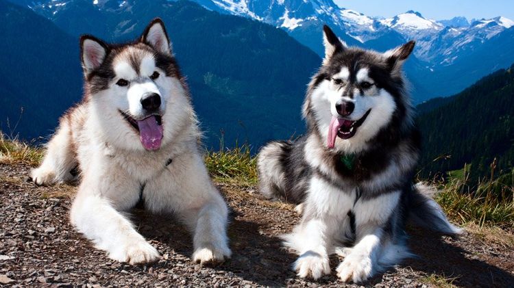 Malamute d'Alaska