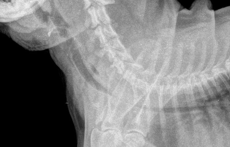 Collapsus trachéal chez un chien