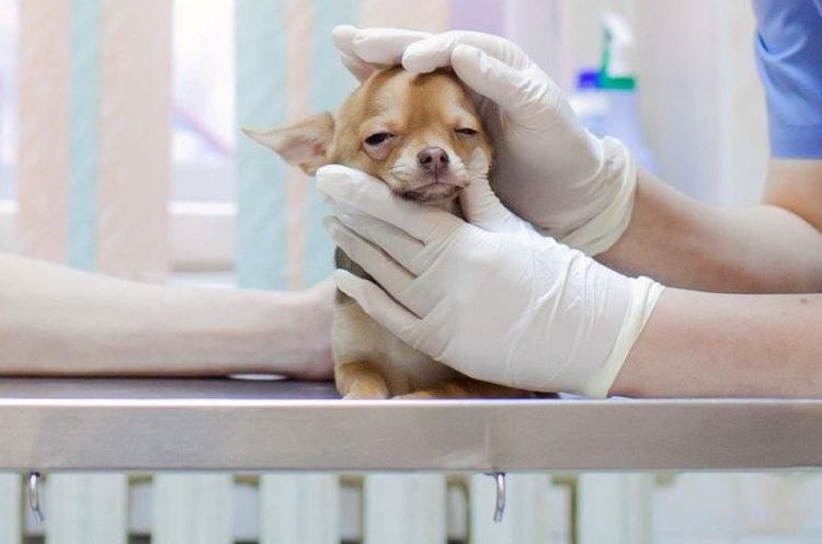 Collapsus trachéal chez le chien