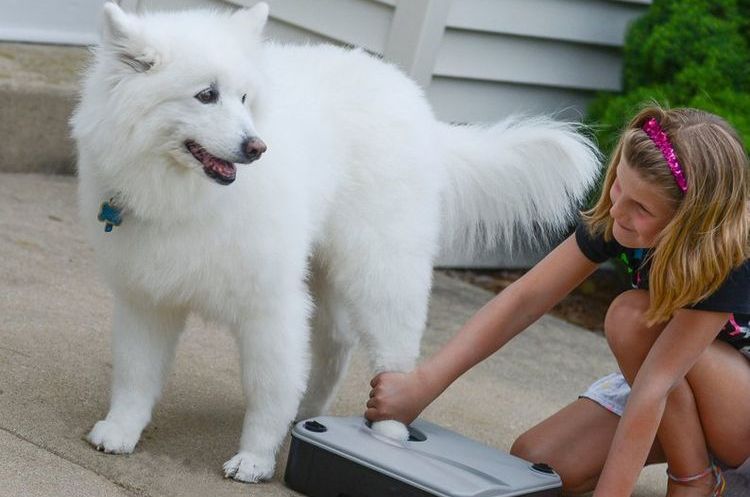 lave-pattes pour chiens