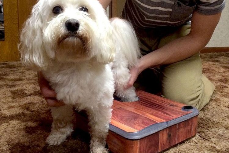 On lave la patte du chien