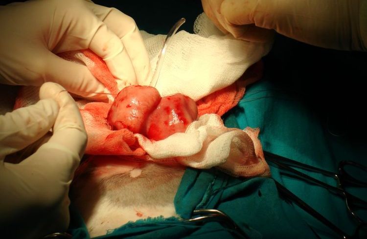 Lymphome chez un chien