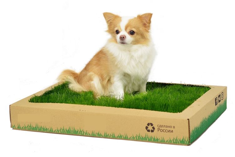 Chien dans la litière