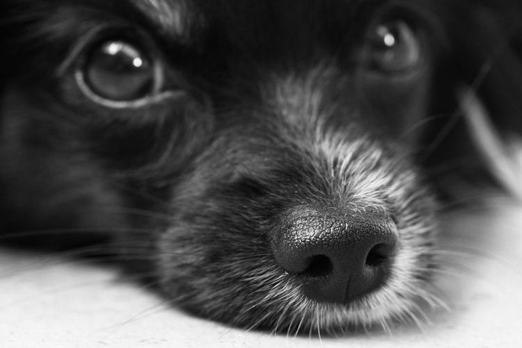 Giardiase chez les chiens