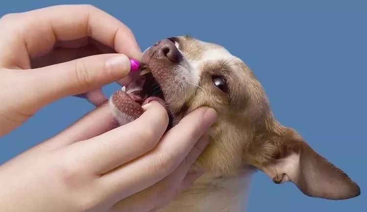 On donne une pilule au chien