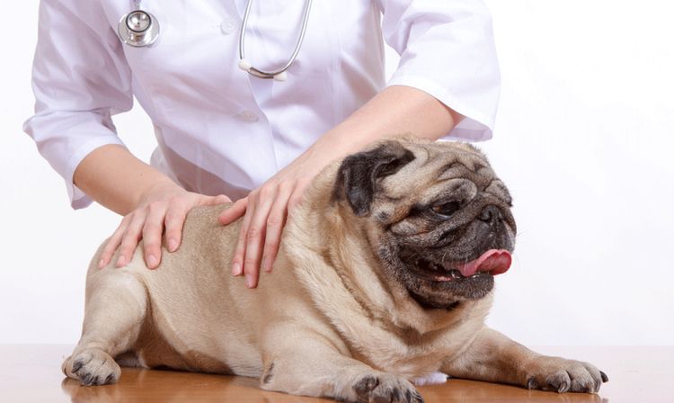 Le chien se fait masser