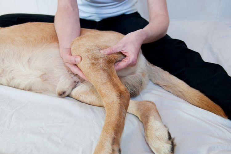 Massage des pattes arrière du chien