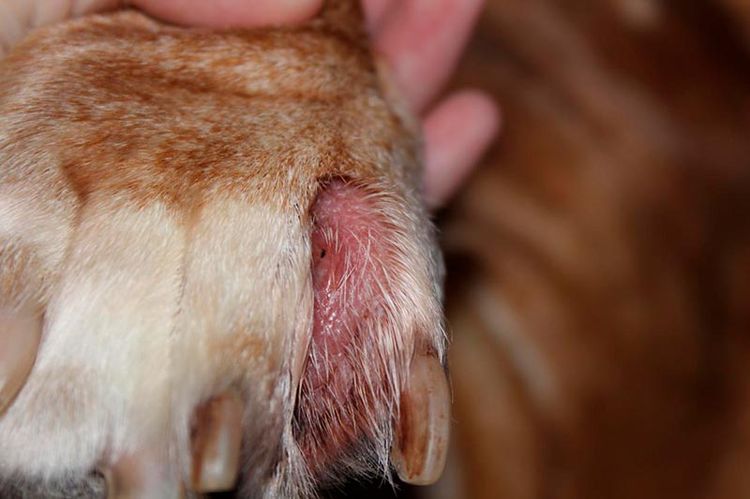 Dermatite interdigitale chez le chien