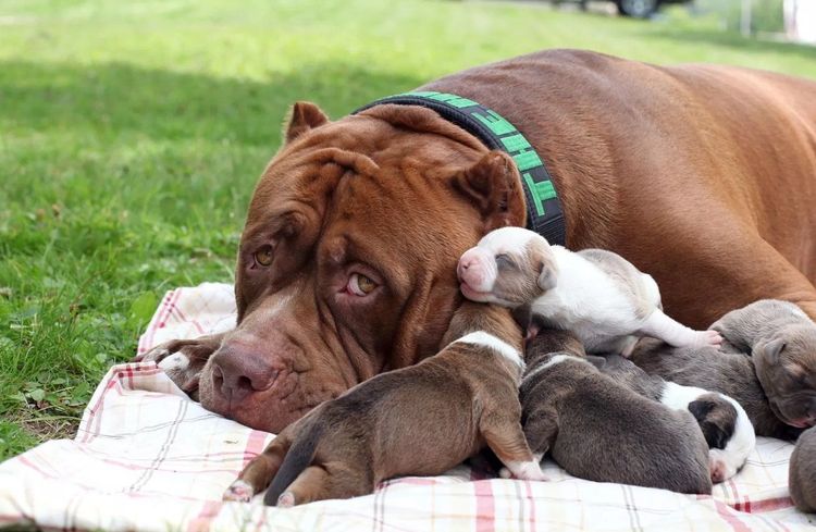 Essoufflement chez une chienne après la mise bas