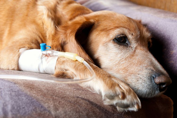On administre une perfusion intraveineuse au chien.
