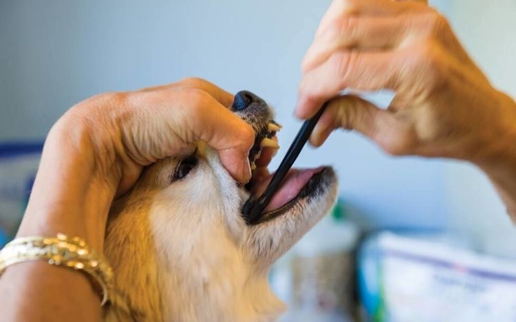 Brosser les dents d'un chien