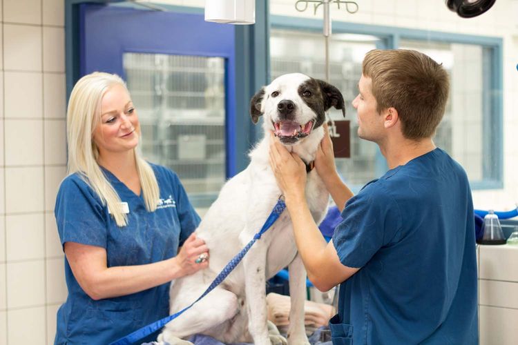 Pneumonie chez un chien