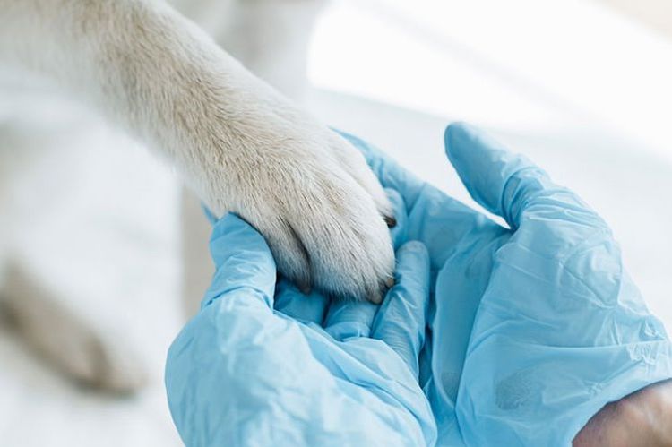 Un vétérinaire tient la patte d'un chien