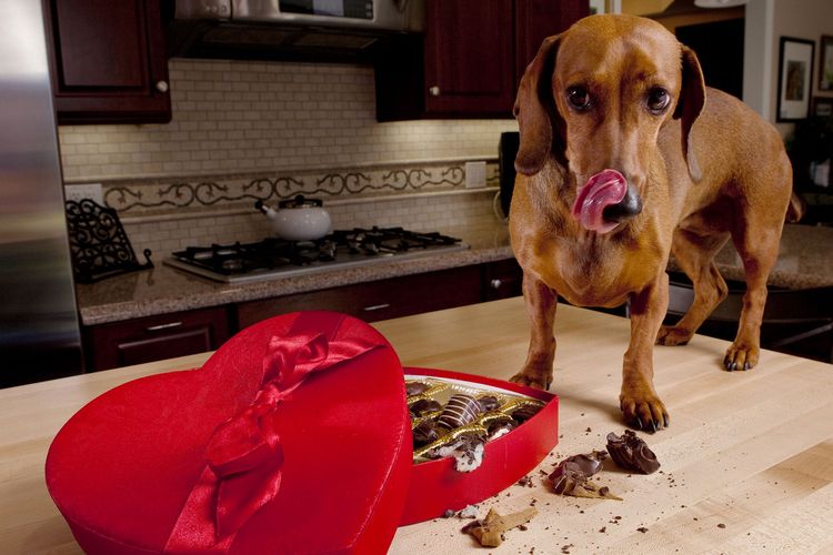 Pourquoi les chiens ne peuvent-ils pas manger de chocolat ?